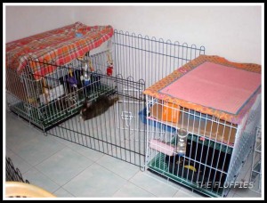But Daddy has to share his playpen with Dinky. Both of them had to rotate their outing-hours