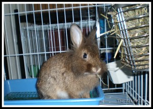 Here it is! I'm munching on my hay. Nice pose? Now bring me my treats!!!